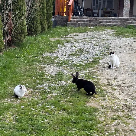 Artarii Craiului * Predelut